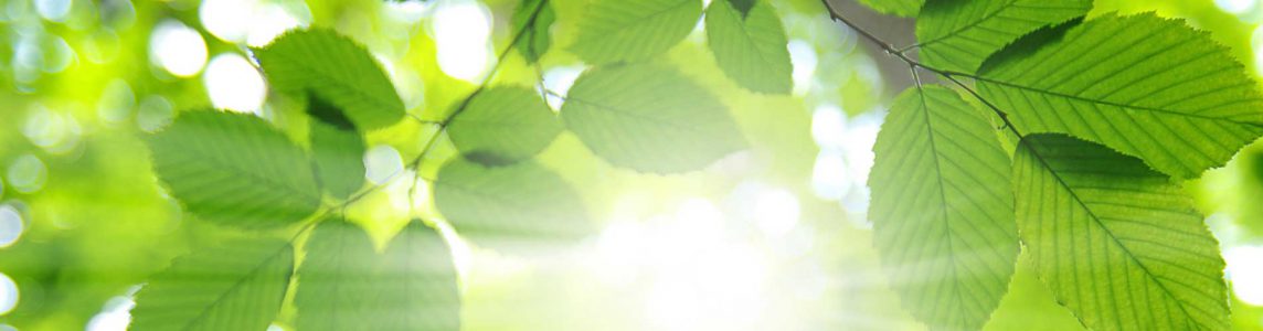 Green Solution